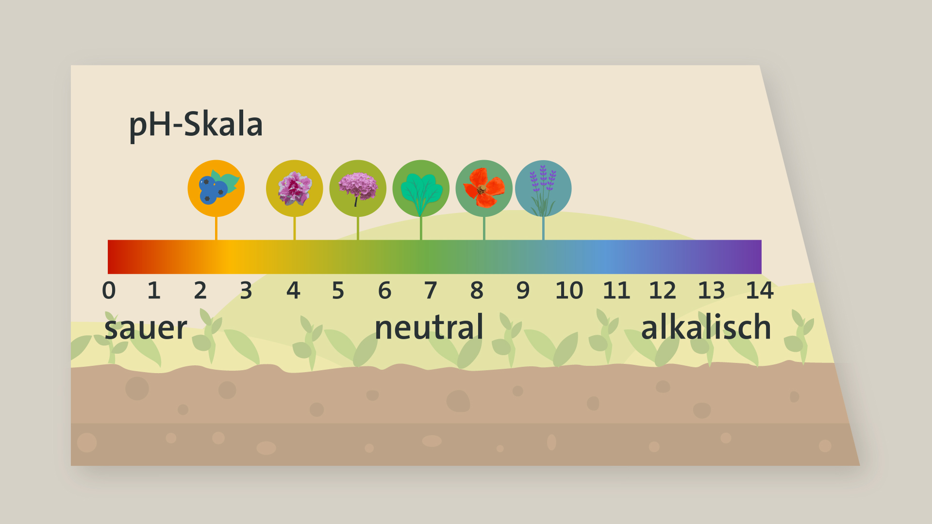 infographic still image